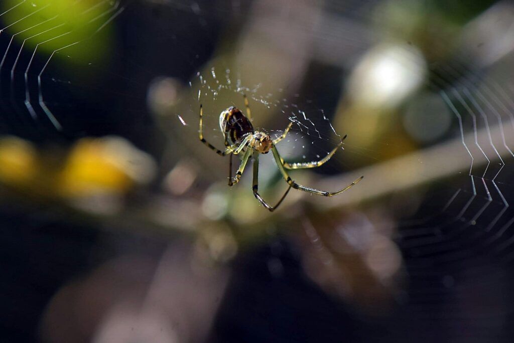 A detailed close-up of a garden spider on its web in Tenterfield, Australia during daytime.